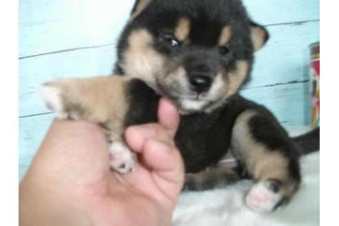 成約済の埼玉県の柴犬-80751