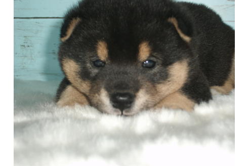 成約済の埼玉県の柴犬-80751の5枚目