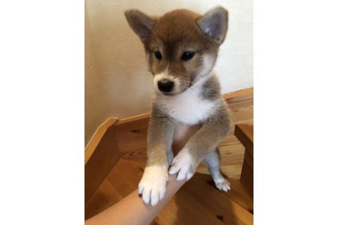 成約済の北海道の柴犬-80767の1枚目