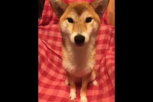 成約済の北海道の柴犬-80767の2枚目