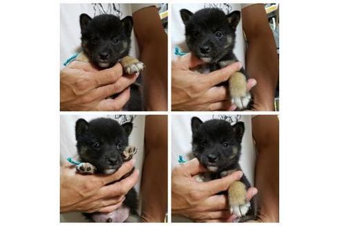 成約済の北海道の柴犬-80818の1枚目