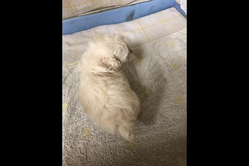 成約済の愛知県のトイプードル-80834の5枚目