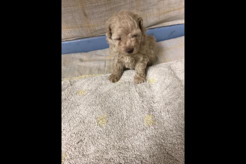 成約済の愛知県のトイプードル-80835の3枚目