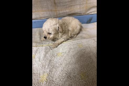 成約済の愛知県のトイプードル-80838の6枚目