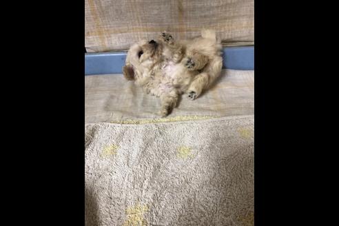 成約済の愛知県のトイプードル-80838の4枚目