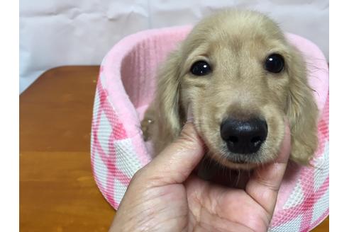 成約済の広島県のカニンヘンダックスフンド(ロングヘアード)-75398の20枚目