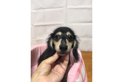 成約済の広島県のカニンヘンダックスフンド(ロングヘアード)-75540の43枚目