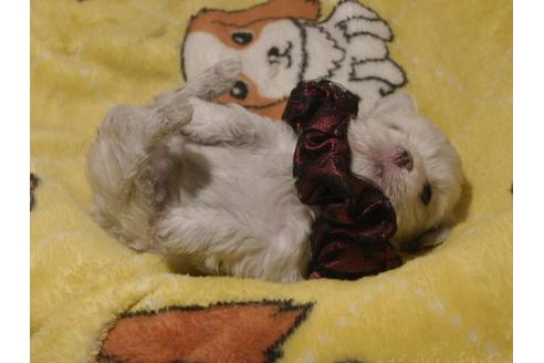成約済の埼玉県のマルチーズ-80844の18枚目