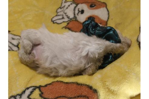 成約済の埼玉県のマルチーズ-80846の13枚目