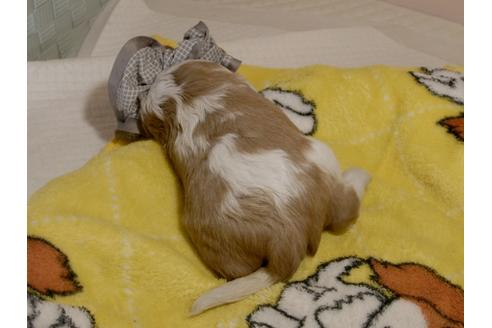 成約済の埼玉県のキャバリアキングチャールズスパニエル-80848の9枚目