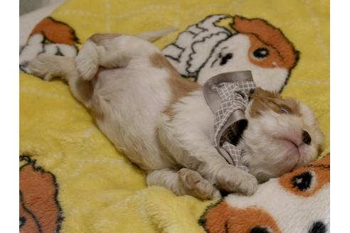 成約済の埼玉県のキャバリアキングチャールズスパニエル-80848の8枚目
