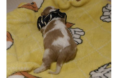成約済の埼玉県のキャバリアキングチャールズスパニエル-80849の9枚目