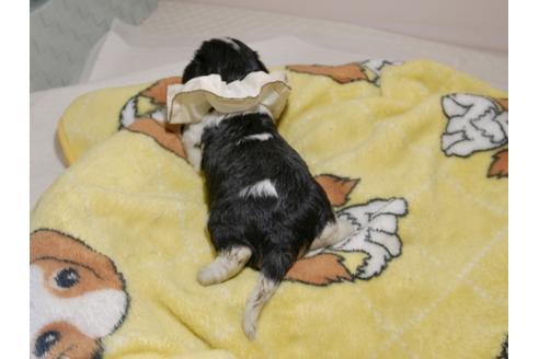 成約済の埼玉県のキャバリアキングチャールズスパニエル-80850の9枚目
