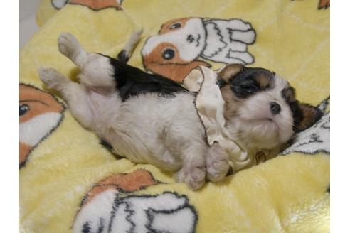 成約済の埼玉県のキャバリアキングチャールズスパニエル-80850の8枚目
