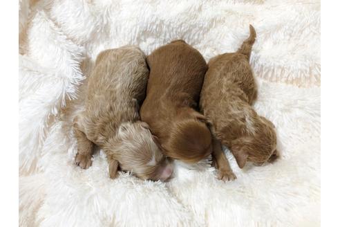 成約済の秋田県のマルプー:マルチーズ×トイプードル-80862