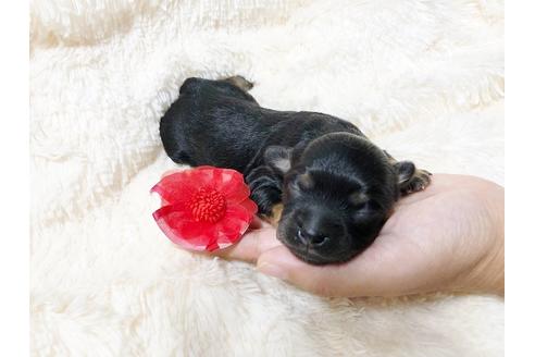 成約済の秋田県のチワプー:チワワ×トイプードル-80863の1枚目