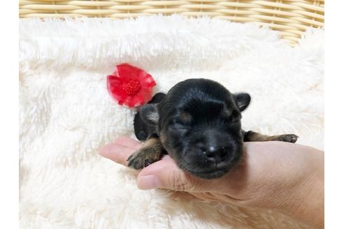 成約済の秋田県のチワプー:チワワ×トイプードル-80863の2枚目