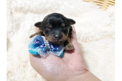 成約済の秋田県のチワプー:チワワ×トイプードル-80864