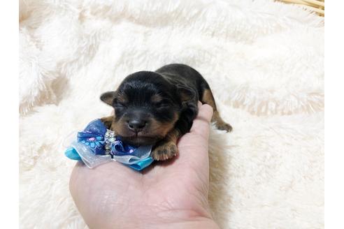 成約済の秋田県のチワプー:チワワ×トイプードル-80864の2枚目