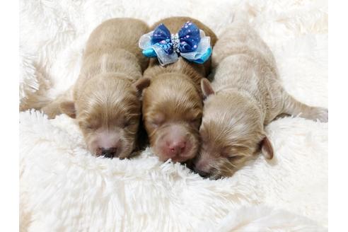 成約済の秋田県のチワプー:チワワ×トイプードル-80865