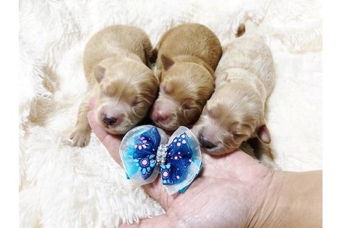 成約済の秋田県のチワプー:チワワ×トイプードル-80865の4枚目