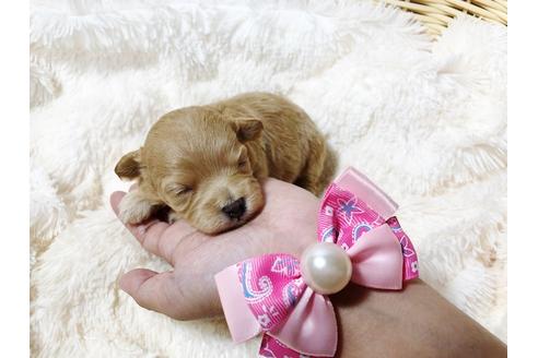 成約済の秋田県のマルプー:マルチーズ×トイプードル-80867の1枚目