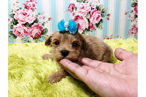 成約済の秋田県のマルプー:マルチーズ×トイプードル-79674の7枚目