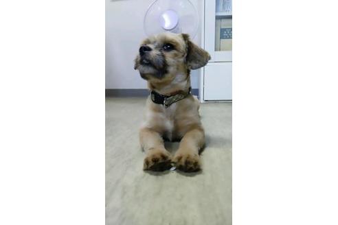 成約済の宮崎県のミックス犬-80880の5枚目