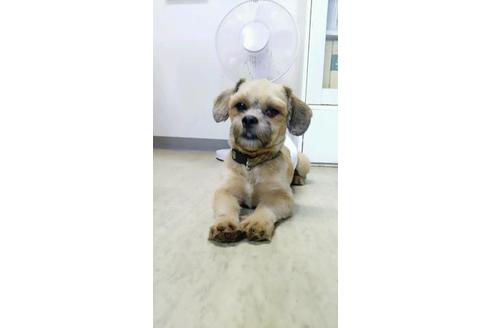 成約済の宮崎県のミックス犬-80880の4枚目