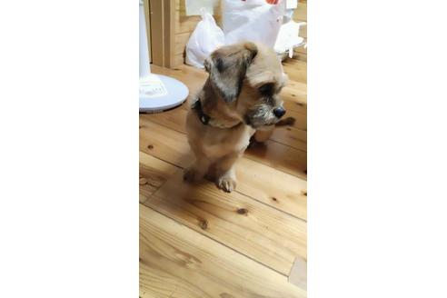 成約済の宮崎県のミックス犬-80880の3枚目