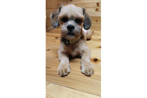 成約済の宮崎県のミックス犬-80880の2枚目