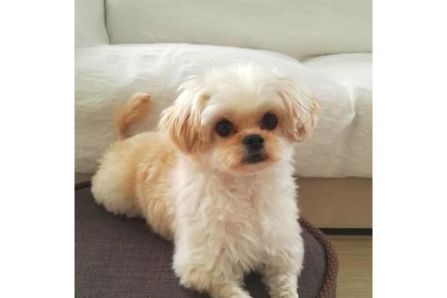 成約済の秋田県のマルプー:マルチーズ×トイプードル-80860の17枚目