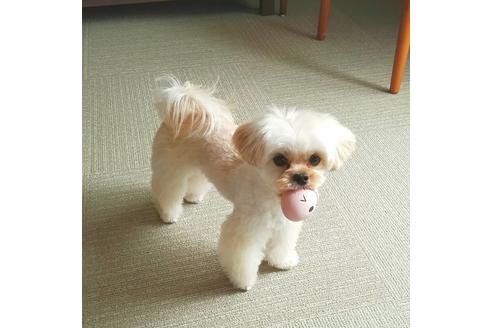 成約済の秋田県のマルプー:マルチーズ×トイプードル-80861の23枚目