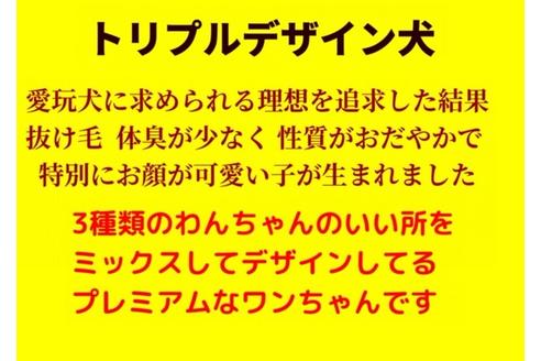成約済の秋田県のマルプー:マルチーズ×トイプードル-80861の20枚目
