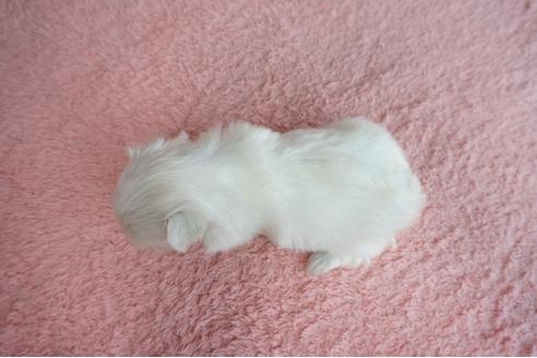 成約済の奈良県のマルチーズ-80917の10枚目
