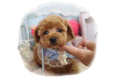 成約済の岡山県のタイニープードル-80943の9枚目