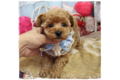 成約済の岡山県のタイニープードル-80943の8枚目