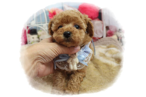 成約済の岡山県のタイニープードル-80943の7枚目