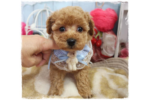 成約済の岡山県のタイニープードル-80943の6枚目