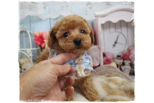 成約済の岡山県のタイニープードル-80943の5枚目