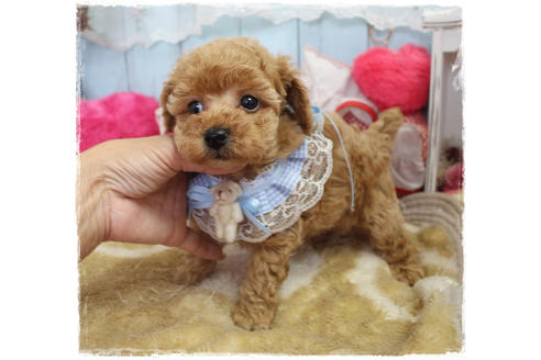 成約済の岡山県のタイニープードル-80943の4枚目