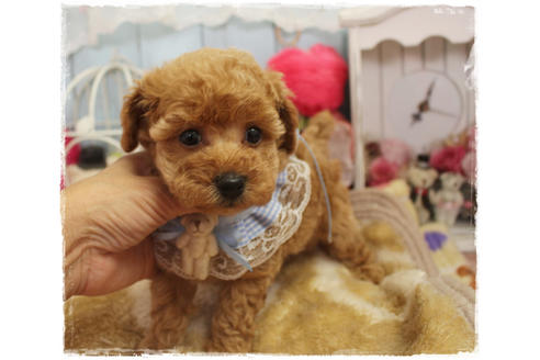 成約済の岡山県のタイニープードル-80943の3枚目