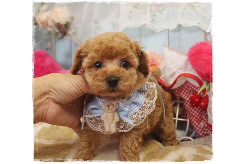 成約済の岡山県のタイニープードル-80943の2枚目