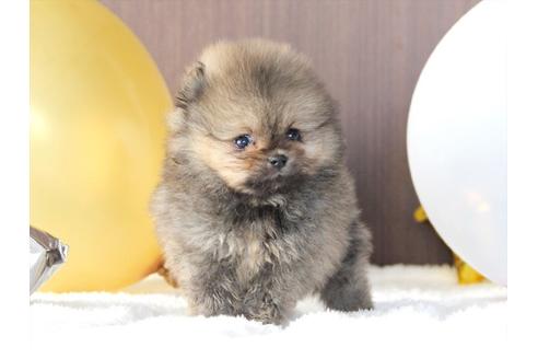 成約済の大阪府のポメラニアン-80958