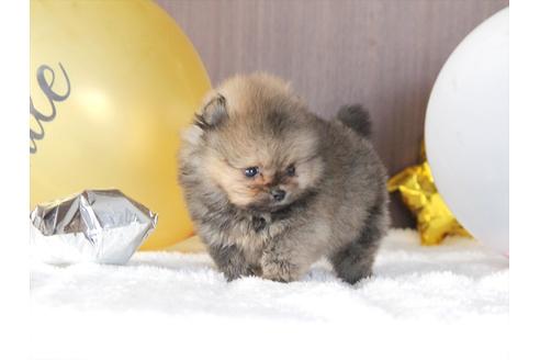 成約済の大阪府のポメラニアン-80958の2枚目