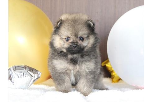 成約済の大阪府のポメラニアン-80959の1枚目