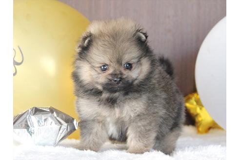 成約済の大阪府のポメラニアン-80959の3枚目