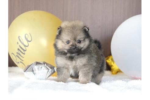 成約済の大阪府のポメラニアン-80959の2枚目