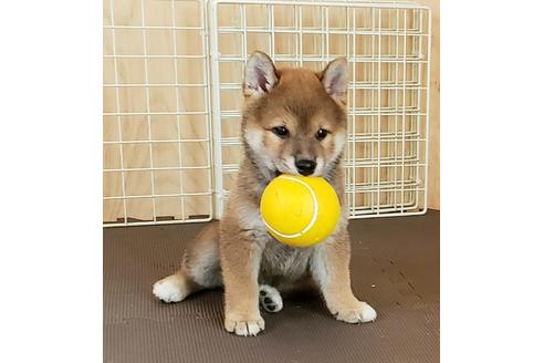 成約済の埼玉県の柴犬-80960の7枚目