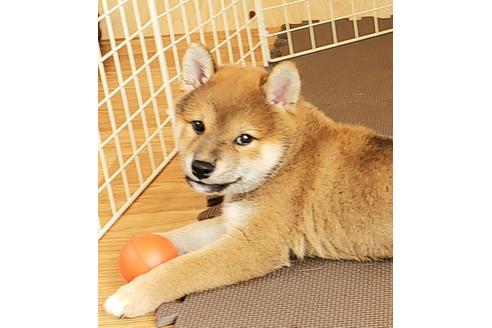 成約済の埼玉県の柴犬-80960の6枚目